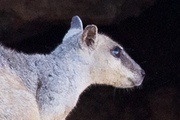 Short-eared Rock-wallaby (Petrogale brachyotis)
